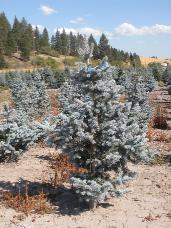 Colorado Spruce